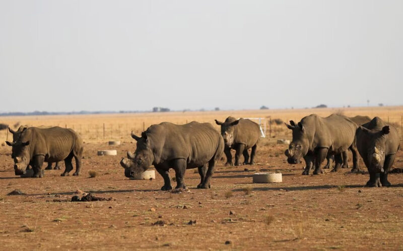 Rhino poaching sees slight decline in South Africa