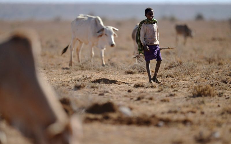 Kenya drought: Pastoralists suffer despite millions of dollars used to protect them – what went wrong?
