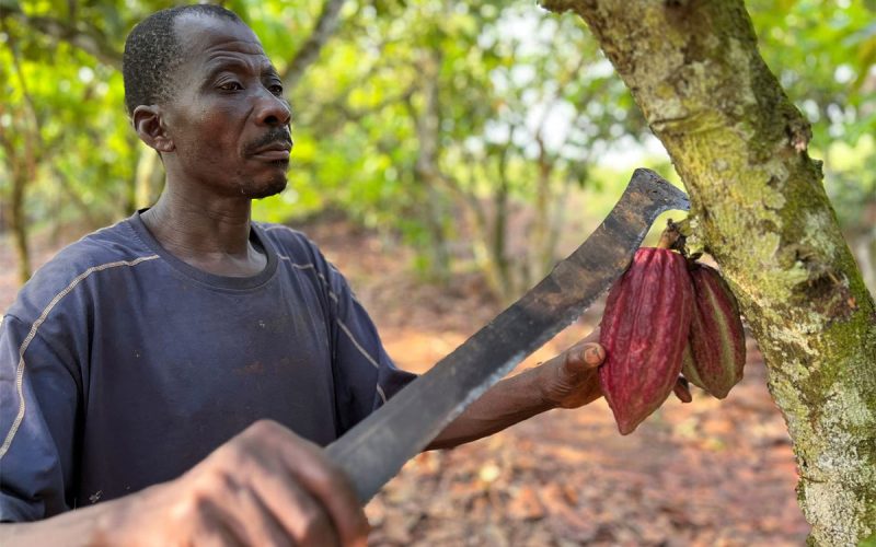 In Africa’s fields, a plan to pay fair wages for chocolate withers