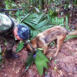 Colombia_search-operation_soldier-and-dog