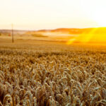 SA-wheat-production