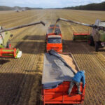 wheat-harvesting_russia