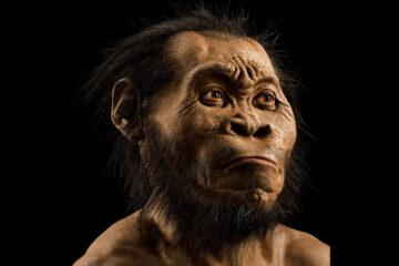 New evidence surfaces in South Africa regarding a small-brained human ancestor