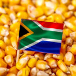 Exports_to_China_s_huge_grain_market_thriving_industry_underpin_South_Africa_s_agri_exports_expert