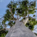 Kenya_Indigenous-trees