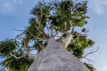 Video- Kenya Indigenous trees
