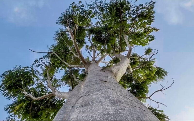Video- Kenya Indigenous trees