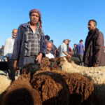 Tunisians struggle to buy sheep for Eid as economic crisis bites