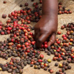 coffee-farmer_Karatina-Kenya