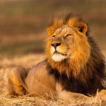eight-year-old-male-African-lion
