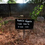 grave-of-3-year-old-Lamin-Sagnia