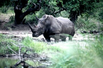 Johannesburg scientists fight back against poachers with radioactive chips