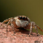 Spider_Pixabay