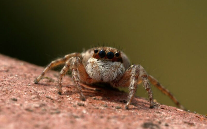 The fascinating Cameroonian art of spider divination is on display at London exhibition