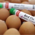 Bird-flu