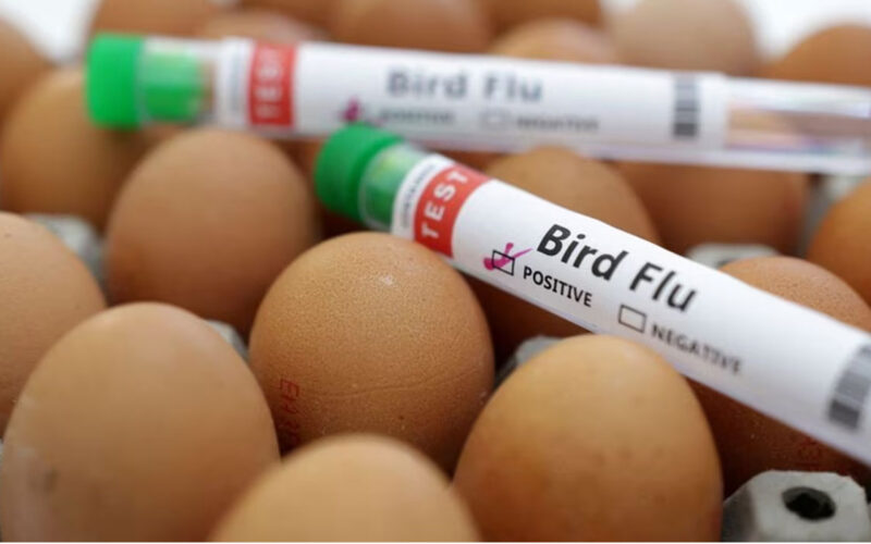 South Africa’s RCL Foods culls 410,000 chickens amid bird flu outbreak