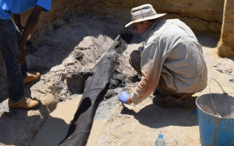 World’s oldest wooden structure unearthed in Zambia
