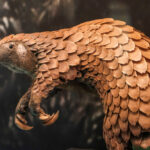 Nigeria_burns_pangolin_scales_and_animal_skins_in_a_historic_step