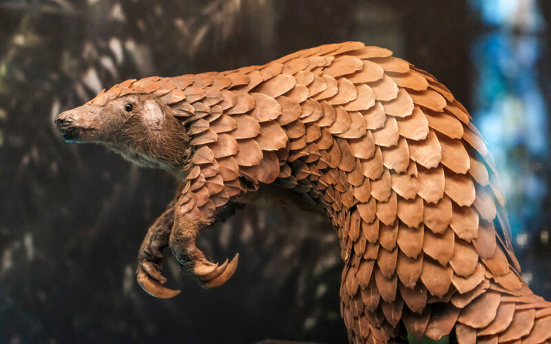 Nigeria burns pangolin scales and animal skins in a historic step