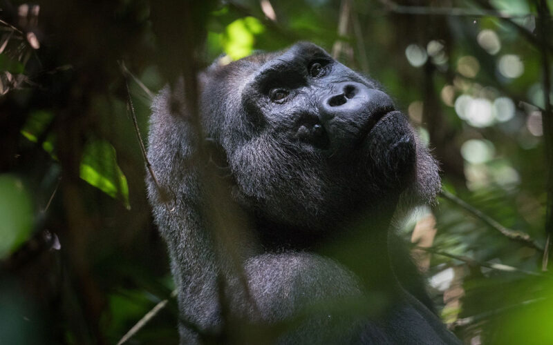 ‘Gorilla Friendly’ award highlights the role of wildlife partnerships