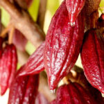 Farmers plant more cocoa outside Africa as prices rally