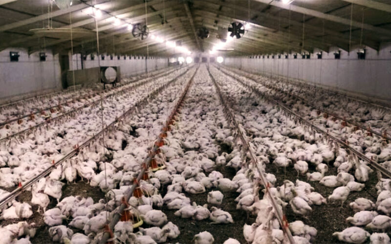 Bird flu in South Africa: expert explains what’s behind the chicken crisis and what must be done about it