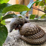 rescued-pangolin