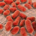 Bacterium-Acinetobacter-baumannii