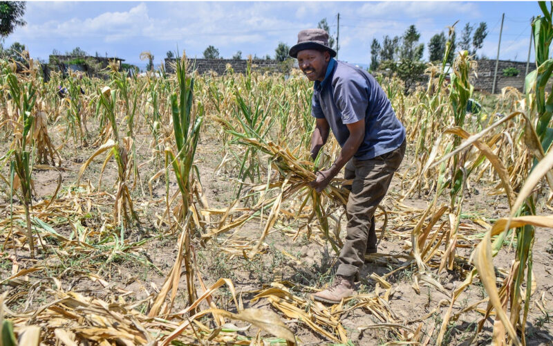 Climate change and farming: economists warn more needs to be done to adapt in sub-Saharan Africa
