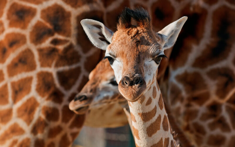 Giraffes could go extinct – the 5 biggest threats they face