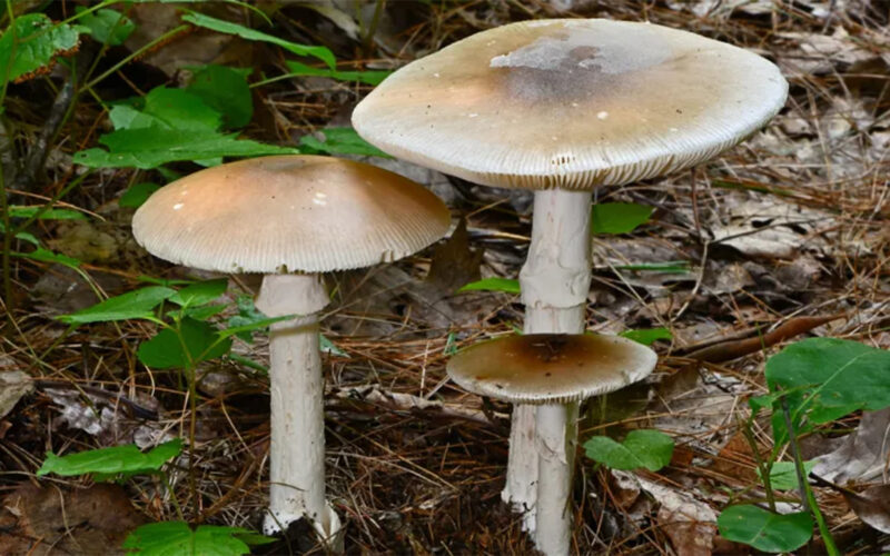 Australia police charge woman with murder over mushroom lunch