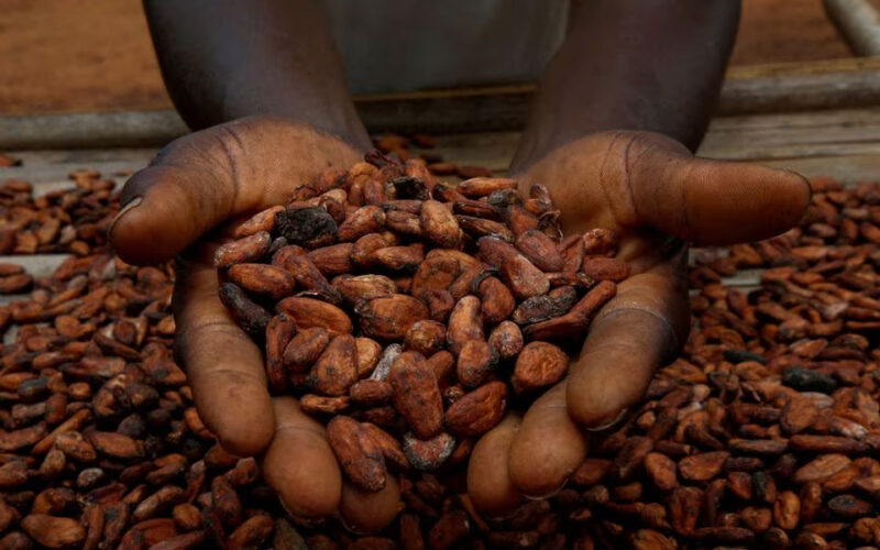 Abundant rains, sun will help Ivory Coast’s cocoa crop