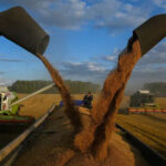 wheat-loading_Cherlaksky-district_russia