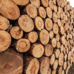 Investors_bank_on_African_timber_for_sustainable_building_boom
