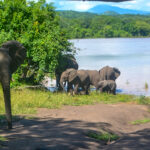 Malawi_looks_to_drones_to_protect_wildlife_2_medium