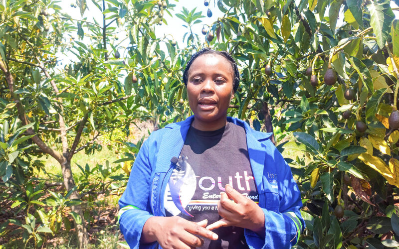 Salon to soil: The former hairdresser now styling avocado farming in Eswatini