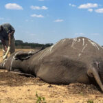 Zimbabwe_elephant-carcass