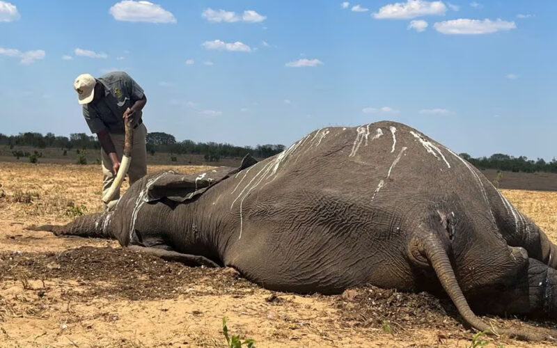 Dozens of Zimbabwe elephants die as climate change dries up Hwange park