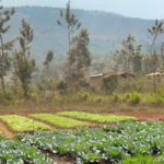 Burundi_sustainable-agricultural