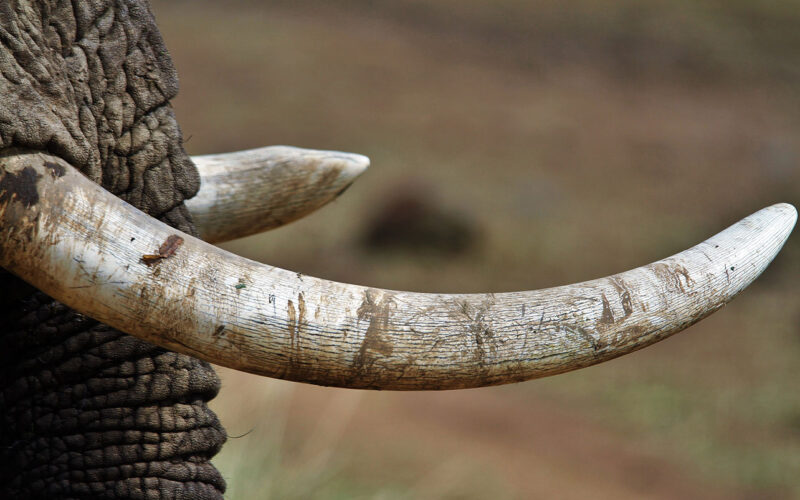 Nigeria’s public destruction of ivory demonstrates increasing intolerance of wildlife crime