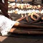 Nigeria_seized-elephant-tusks_1