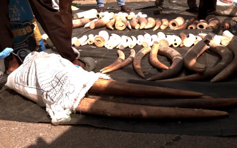 Nigeria destroys record $11.2 million in seized elephant tusks
