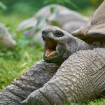 Aldabra-giant-tortoise_Aldabrachelys-gigantea