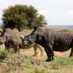 Black-rhinos