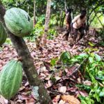 Ivory-Coast_farmers_cocoa-farm