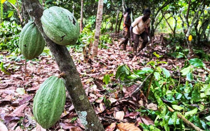 Ivory Coast seizes 100 tons of cocoa at the border with Guinea