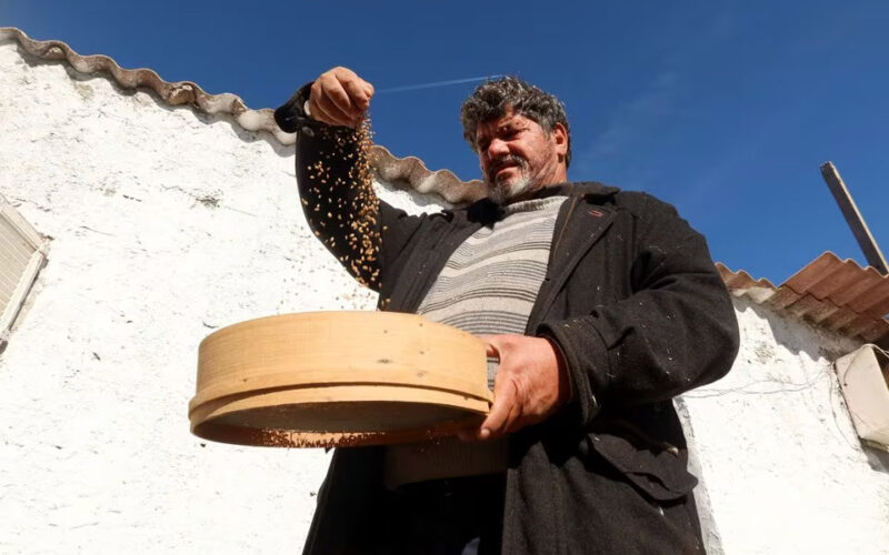 Tunisia farmer turns to old wheat varieties as climate change bites