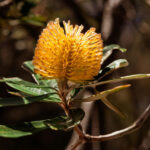 banksias-flower