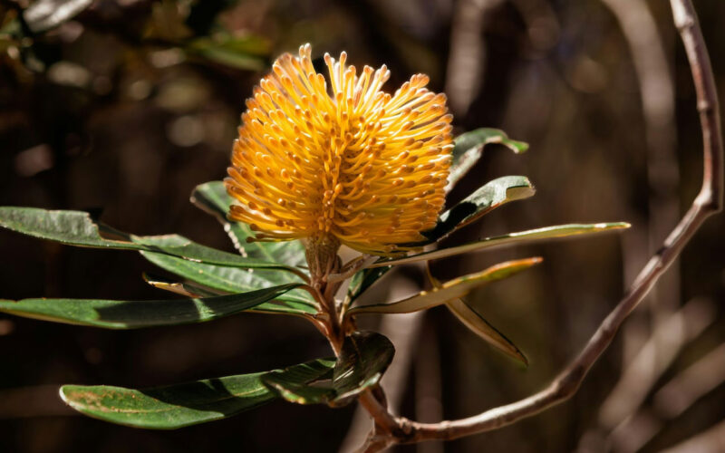 Banksias are iconic Australian plants, but their ancestors actually came from North Africa