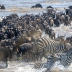 Zebra-and-wildebeest_Serengeti-migration